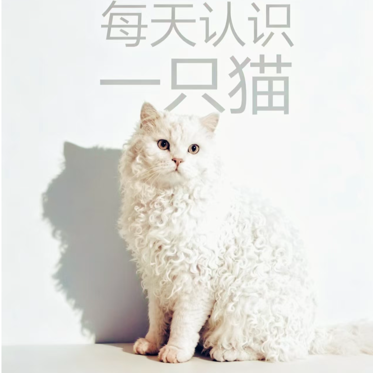 【云岭猫】全品种活体猫咪