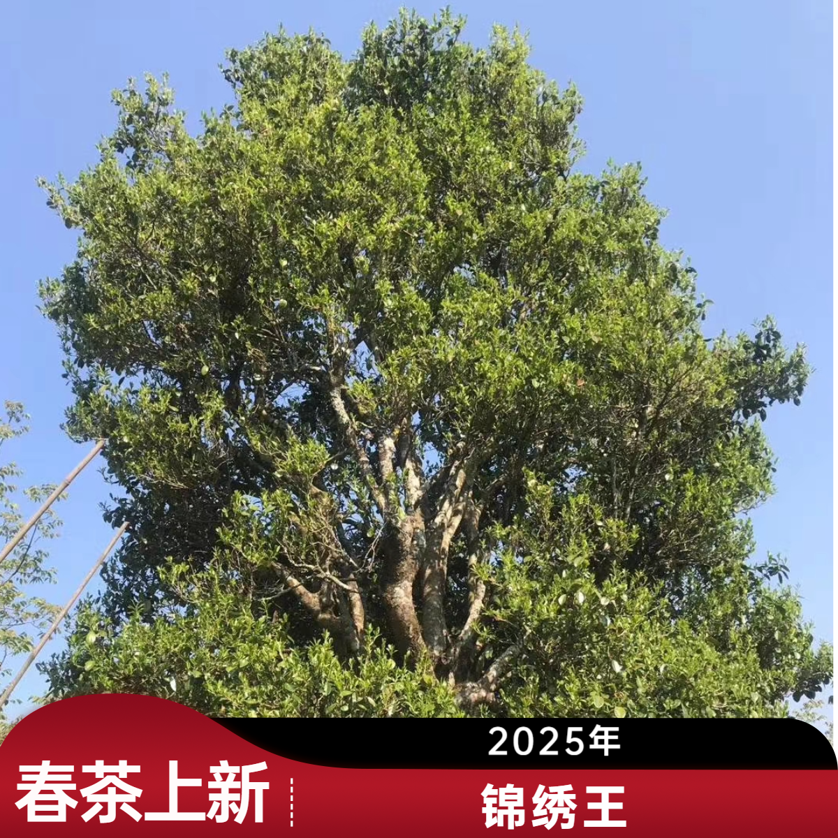 【宠粉福利】2025年“锦绣王”千年野生普洱生茶散茶