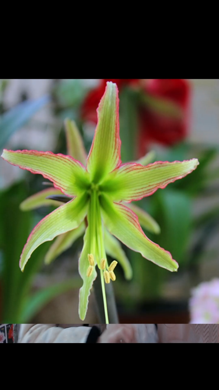 朱顶红翠鸟4厘米