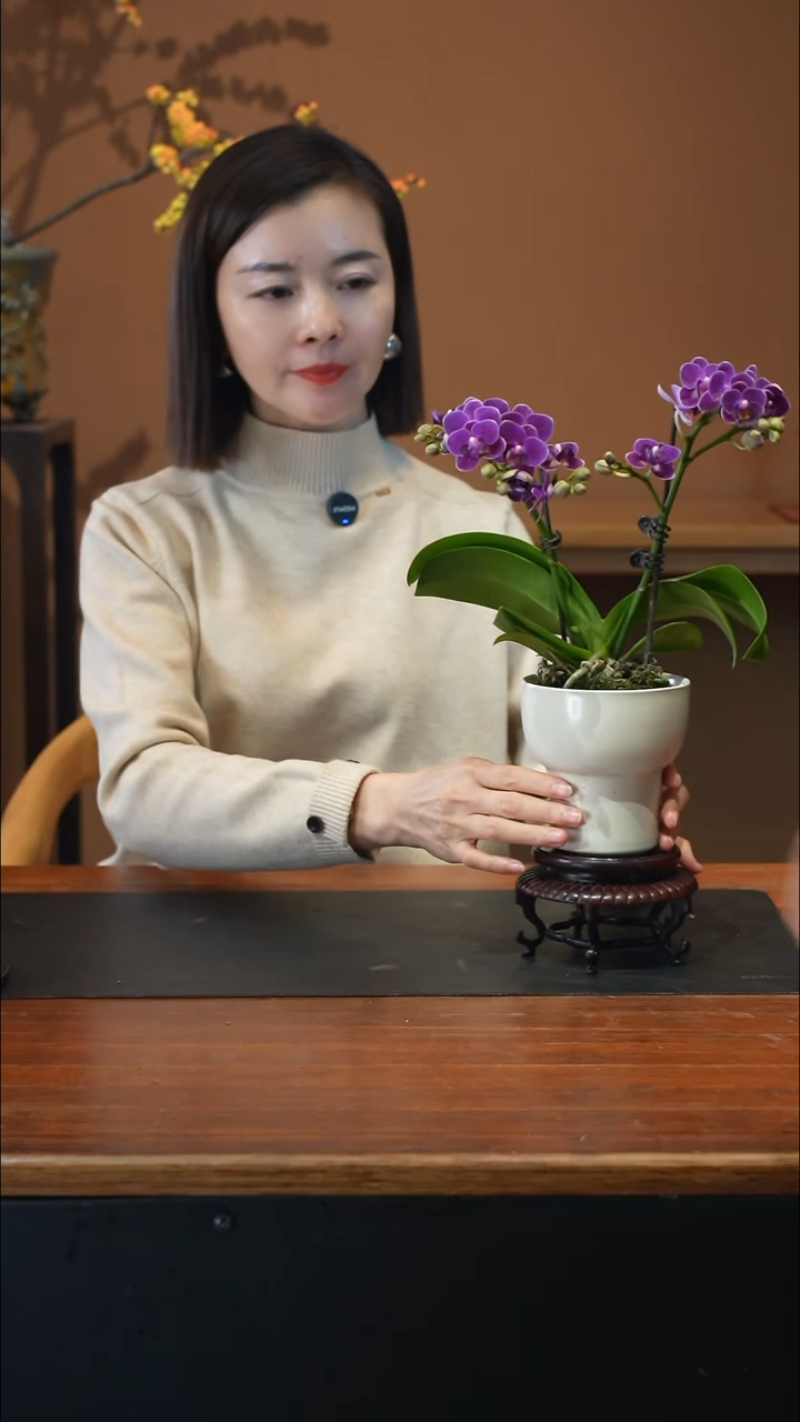全部花朵蝴蝶兰盆景盆景盆景