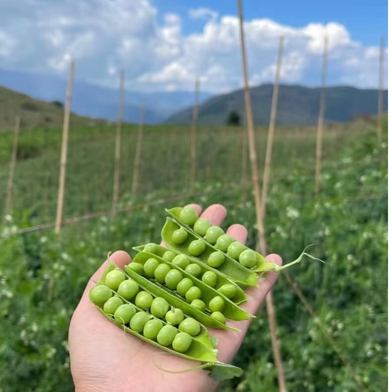 【现摘现发】云南水果甜豌豆老品种豌豆农家自重高原露天应季蔬菜