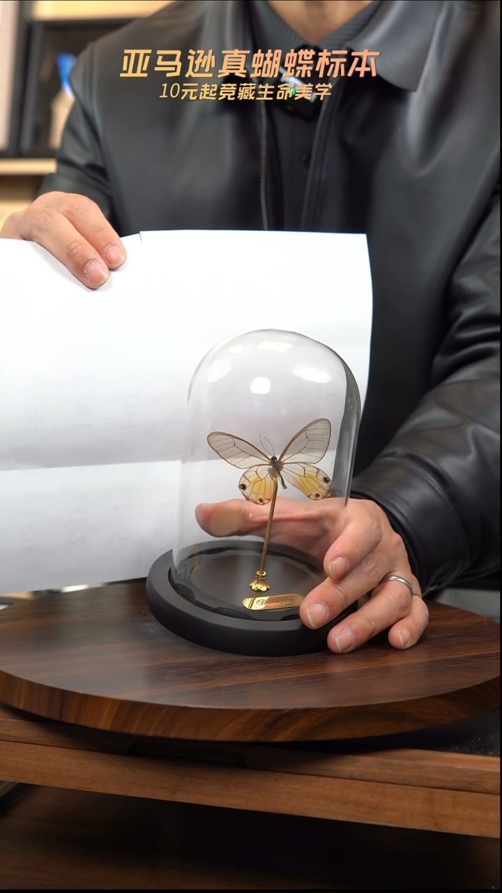 黄晶眼蝶小号玻璃罩