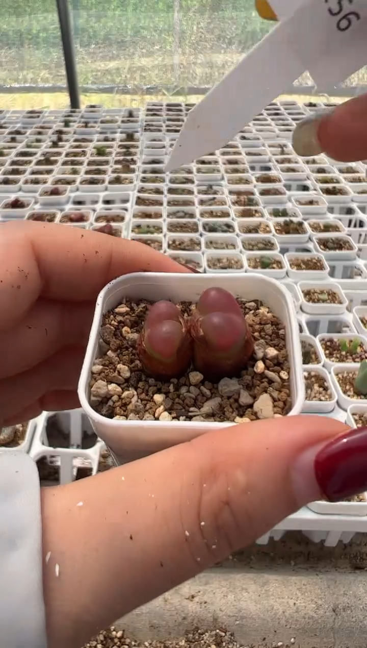 56.。。。。。。。。。。。。。