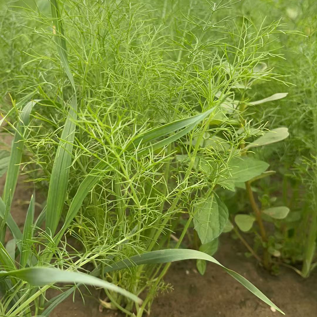 【汇峰农场】新鲜现拔野生种植小茴香2/3斤   京东顺丰快递随机发货
