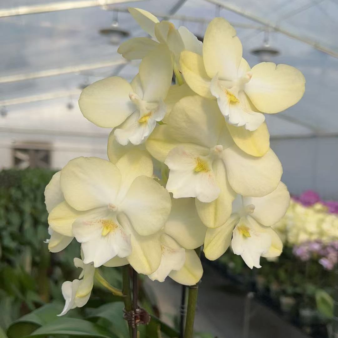 【瑕疵】3.0寸玉兔1花剑带花全开三片叶