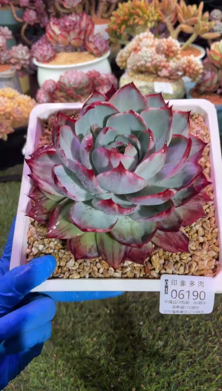 【闪购商品】06190