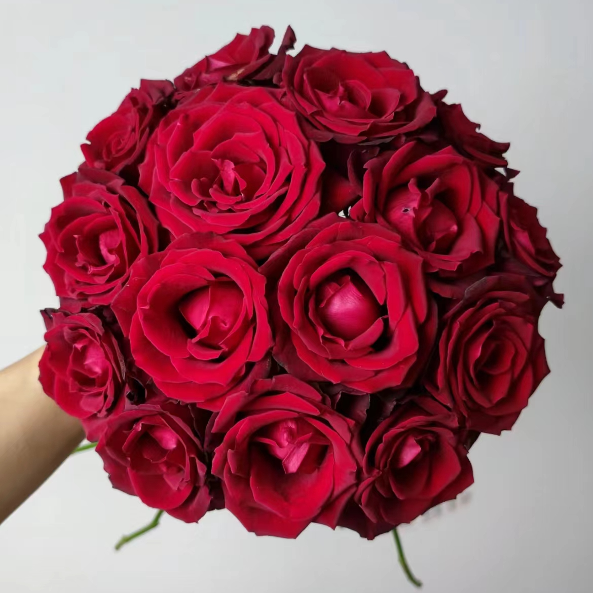 【一品花集】【玫昂红】丝绒质感单头玫瑰 云南昆明基地直发家用鲜花