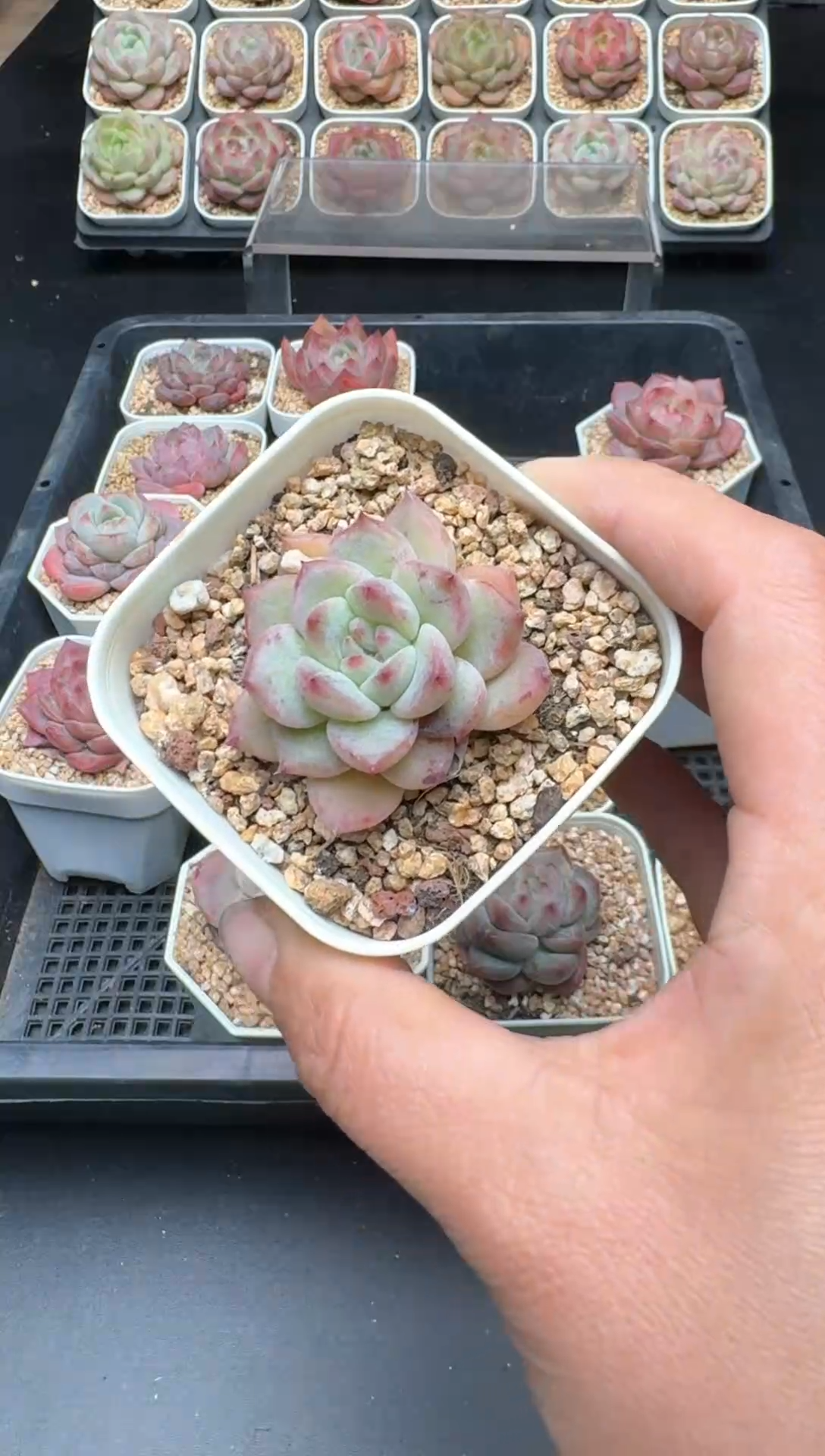 【闪购商品】629A号一物一拍多肉花卉植物拍3颗起发