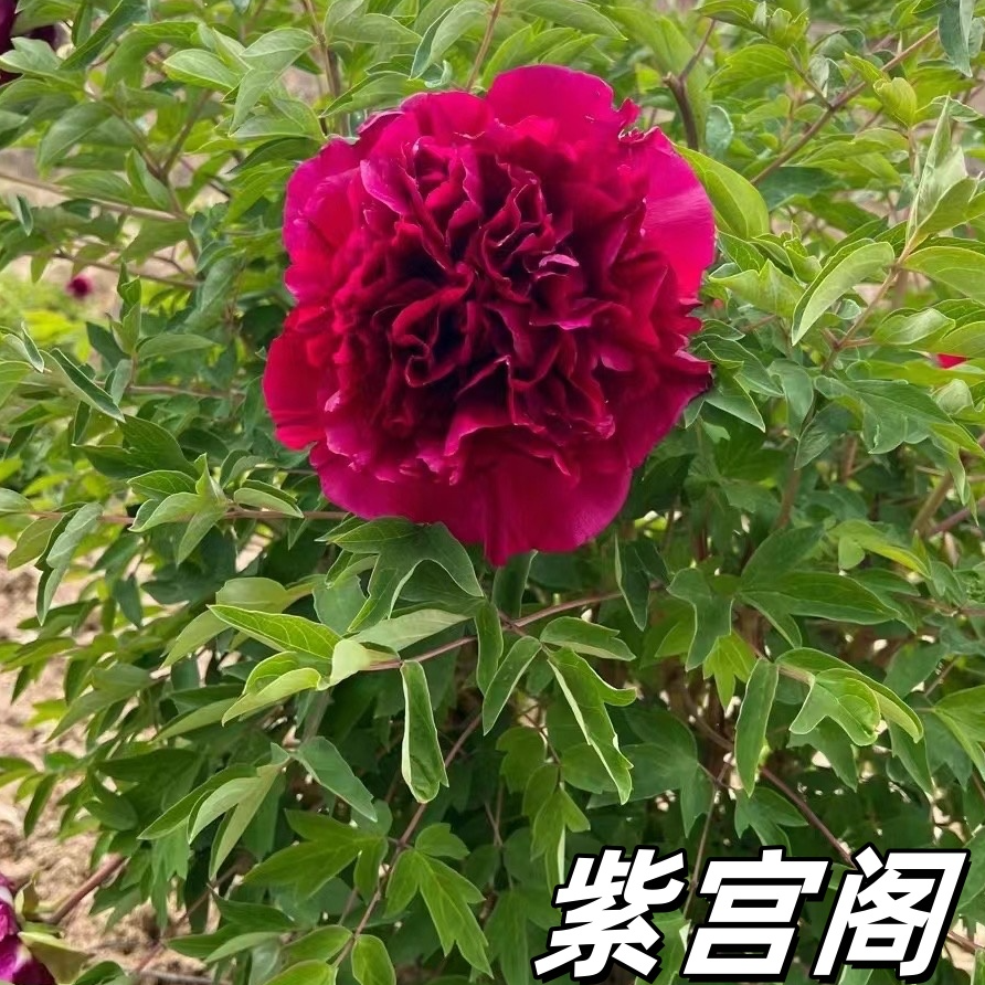 【紫色系】陇右2-5年精品嫁接苗紫斑牡丹抗旱耐寒室外牡丹花树苗