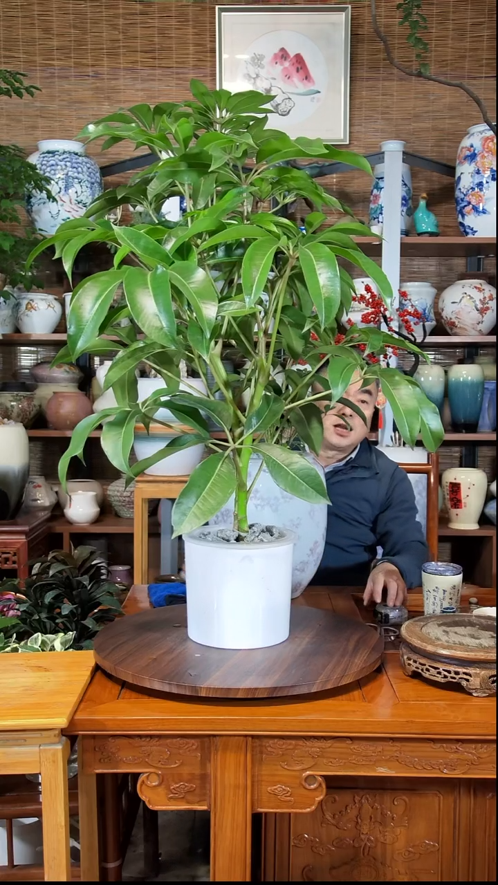 无花朵观*员水之韵水培保萝
