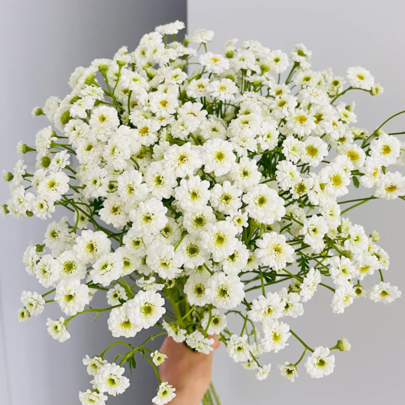 【云上花卉】重瓣小女孩鲜花  任意两单花材顺丰冷链或德邦快递