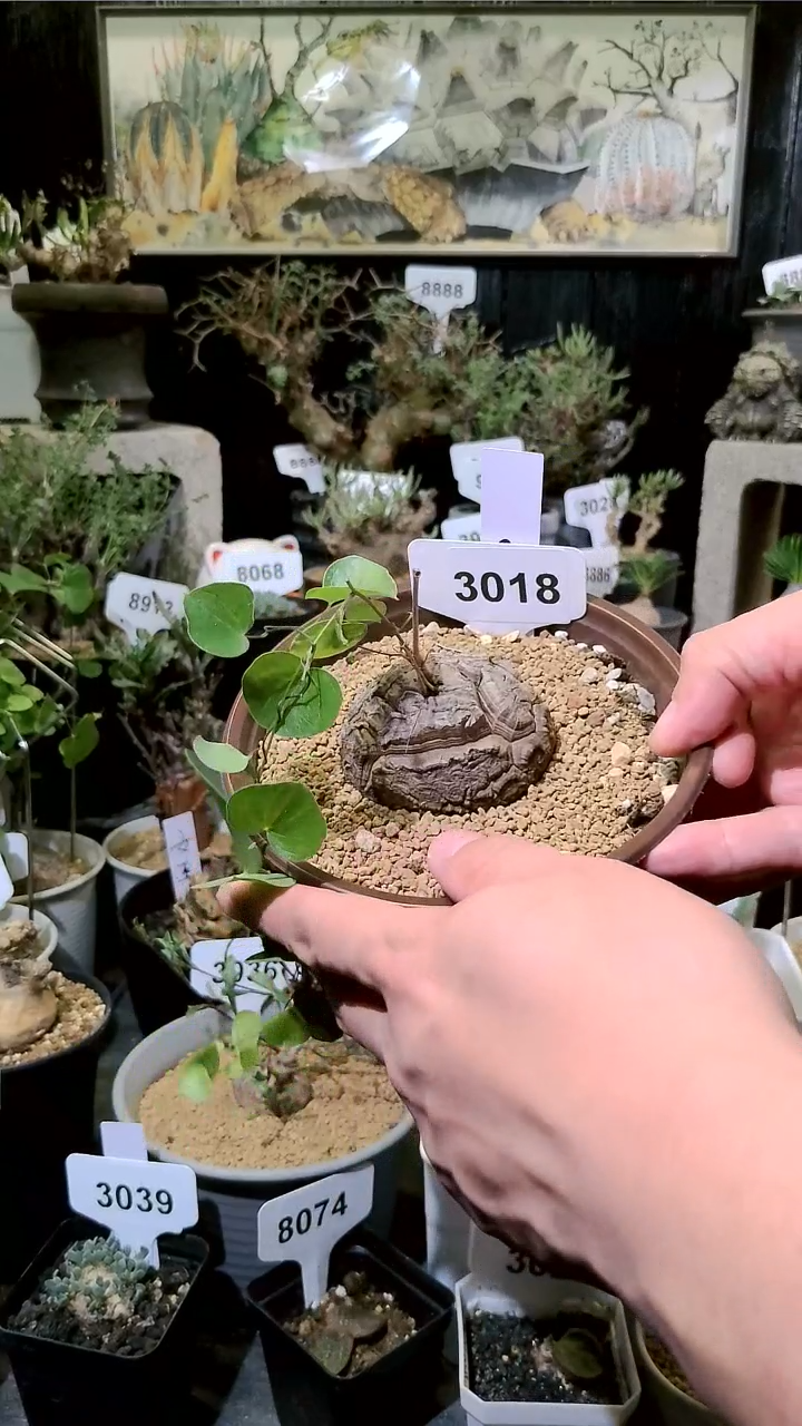 3018号1126甄选单颗南非龟甲龙