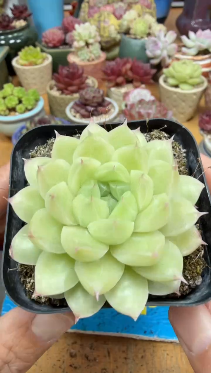 东云多肉园二店-308