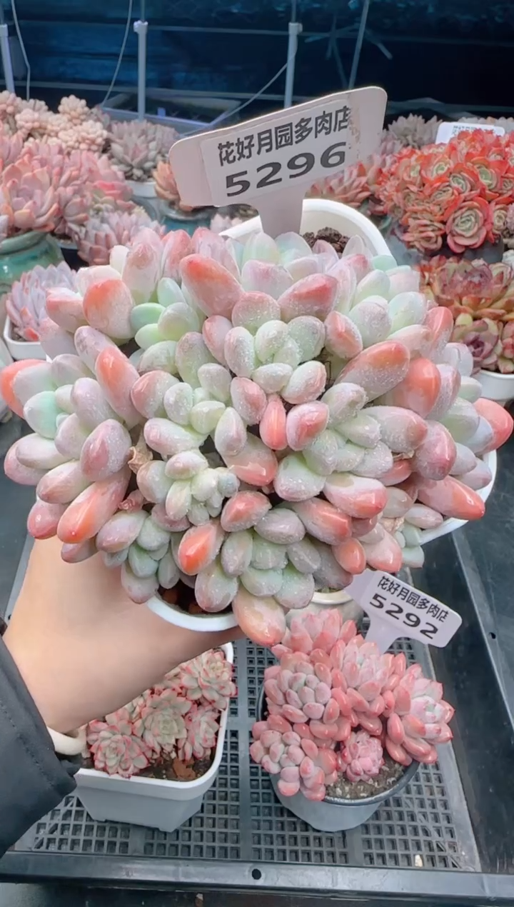 【闪购商品】5296.