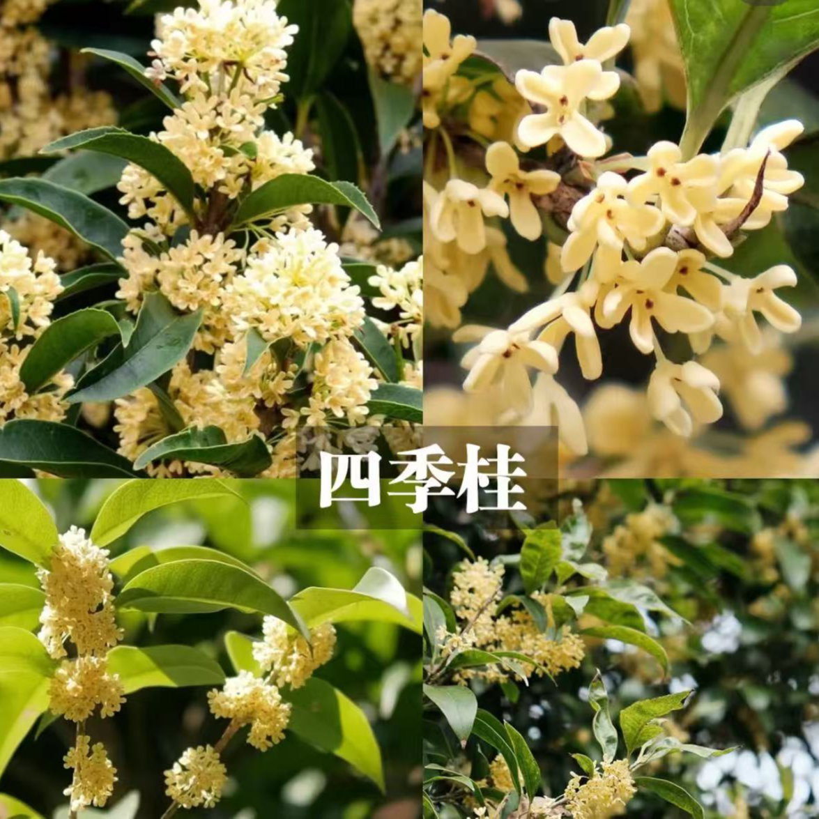 【四季桂】花树苗盆栽阳台好养易活植物