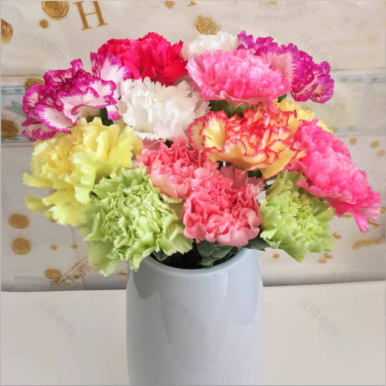 【七彩康乃馨30支】云南鲜花基地直发家用鲜花鲜切花任两单发顺丰