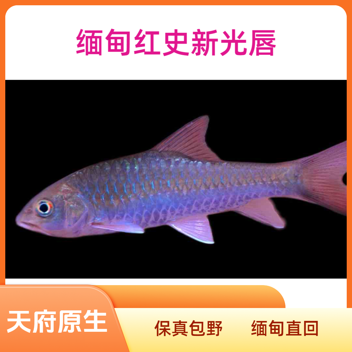 缅甸红史新光唇吉罗鱼红吉罗发色史氏原生吉罗鱼
