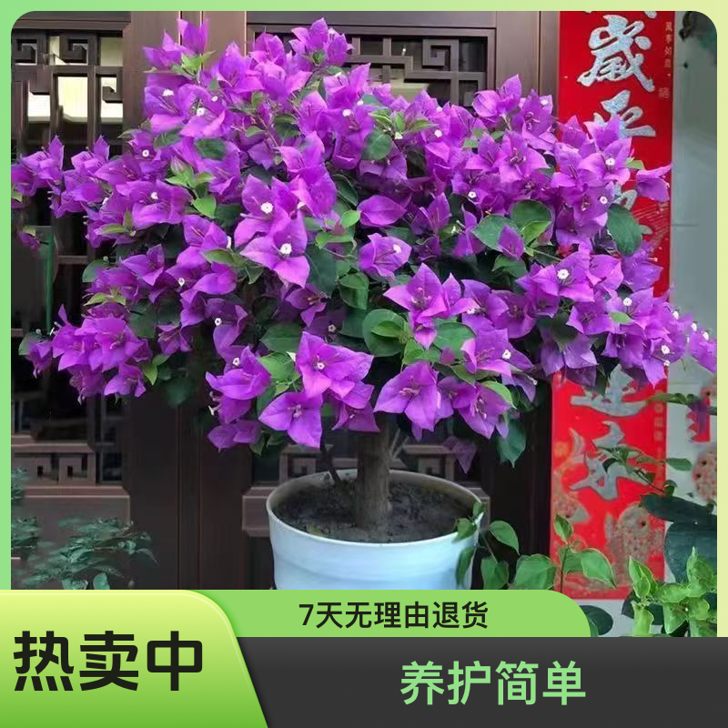 顺丰包邮【9云南紫】三角梅养护四季勤花庭院阳台爬藤盆栽盆景好养