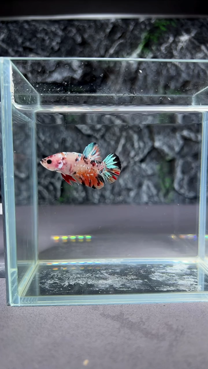 斗鱼竞拍链接A053