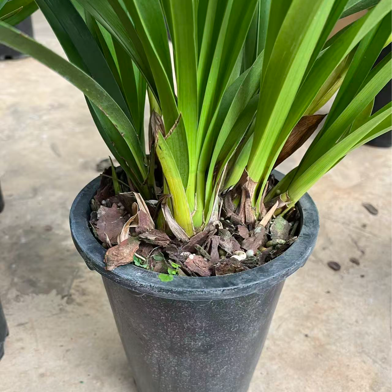 【香水香兰】清香型翡翠绿白花
