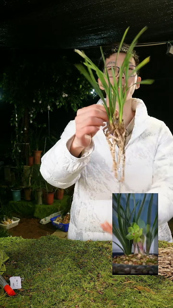 全部花苞皇后-绿云（四苗连体带花苞）