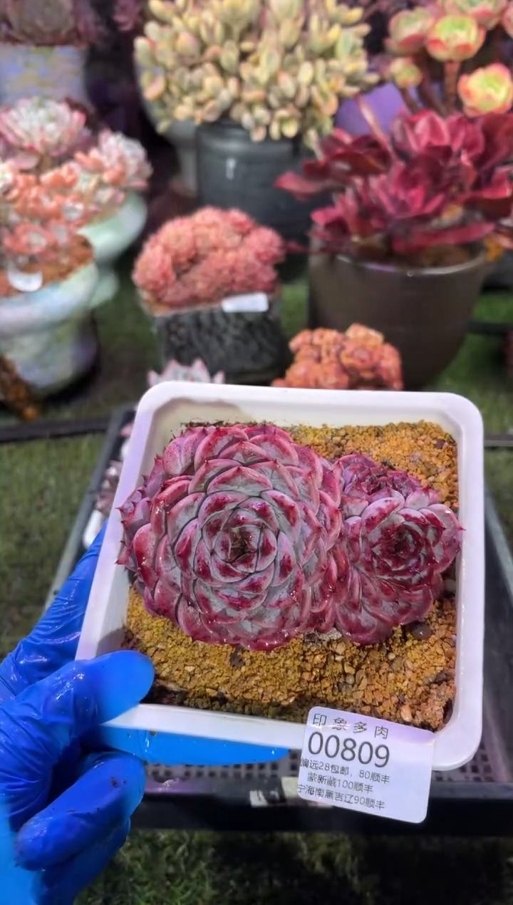 【闪购商品】00809