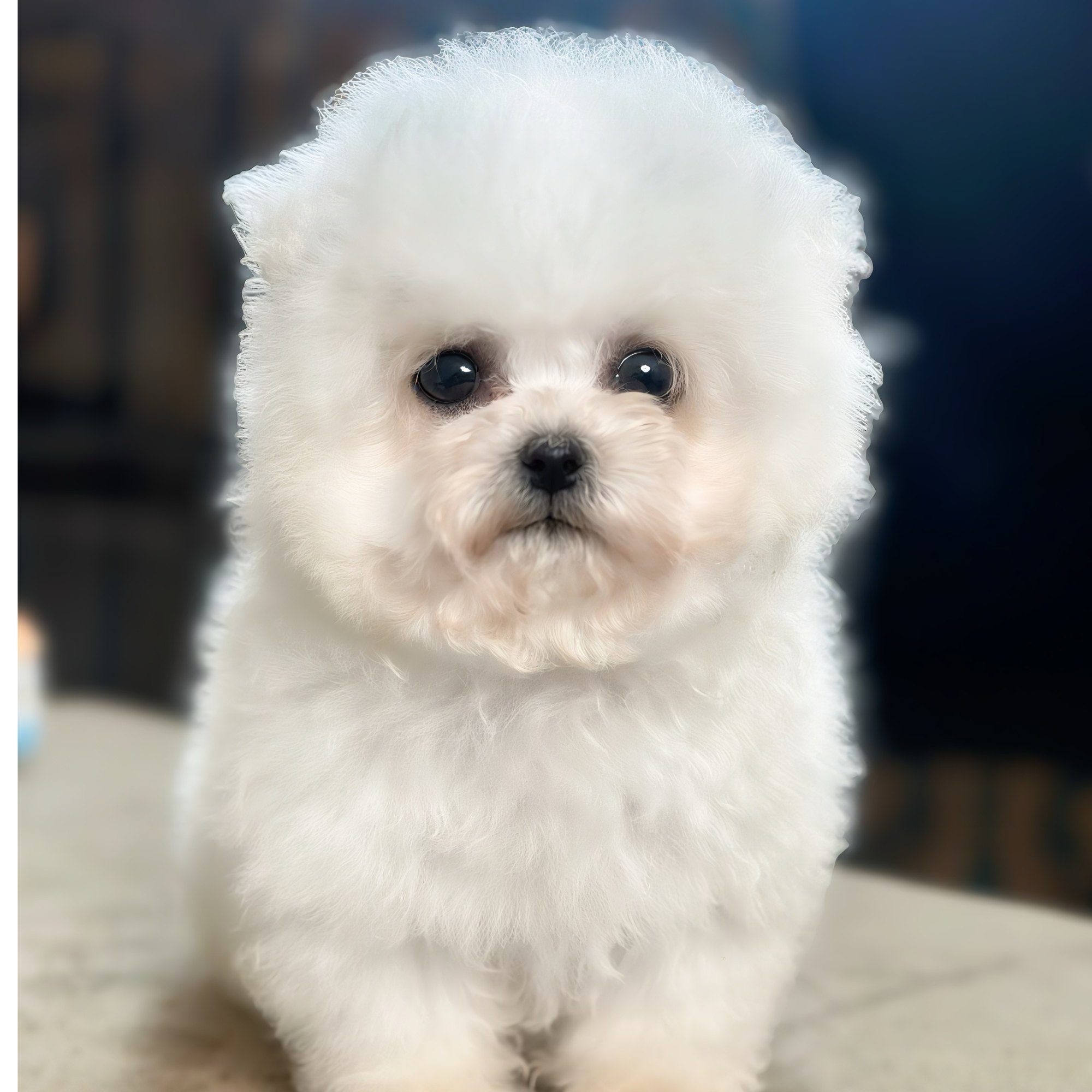 海鹏家韩版比熊大眼萌妹小体狗狗