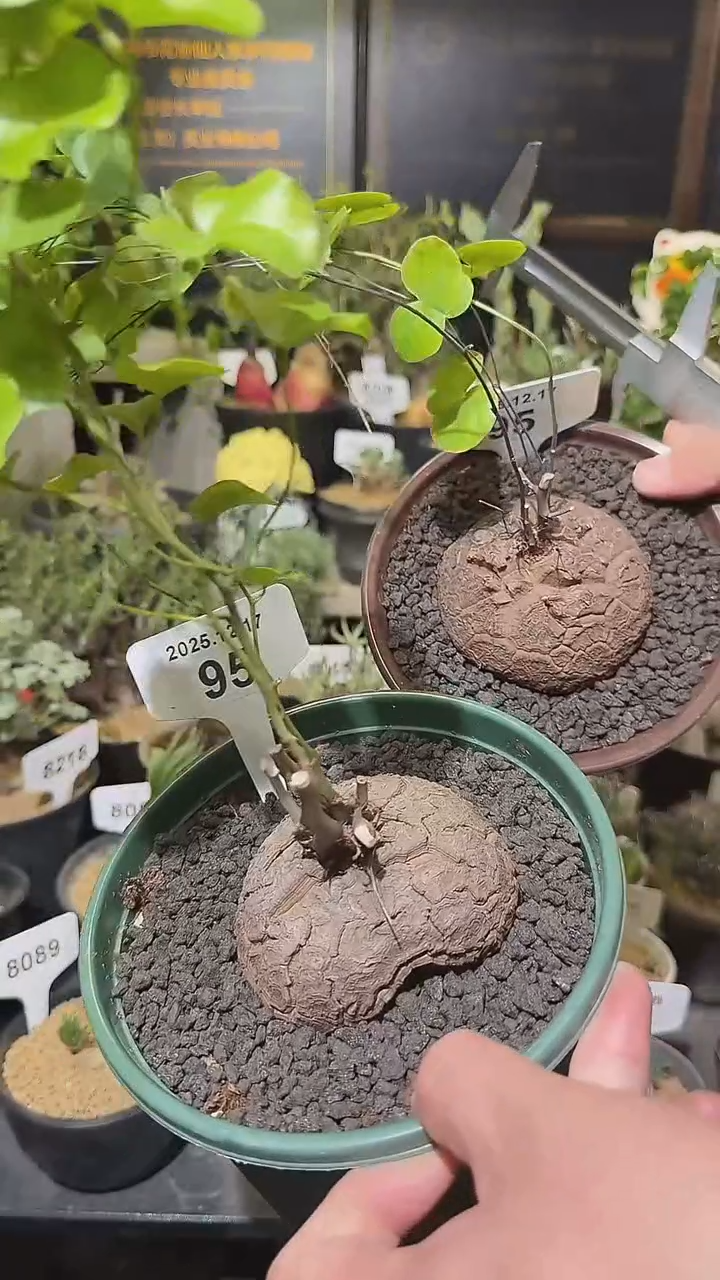 95号1217福利南非龟甲龙买一送一