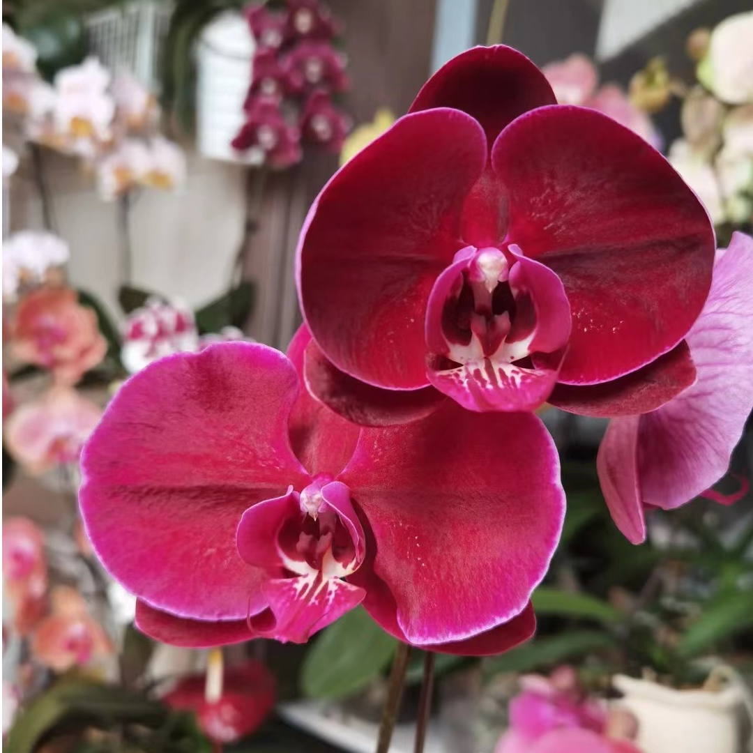 处理瑕疵《聚宝丝绸》3.5寸杯蝴蝶兰不带剑