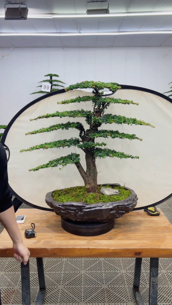 无花朵造型盆景一物一拍