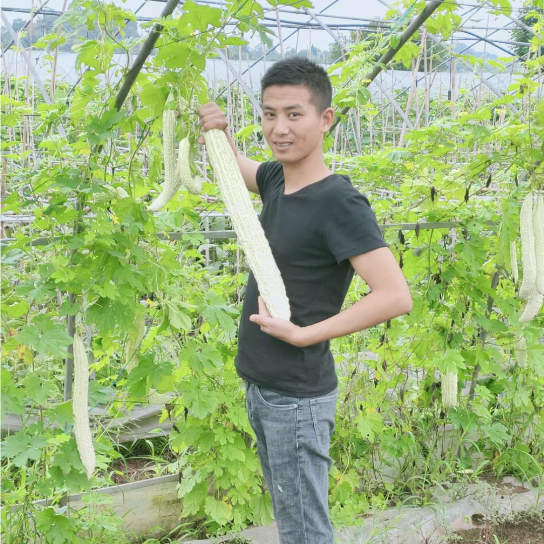 川塔一代杂交收获 白苦瓜种子 早中熟 强雌性前期挂果集中