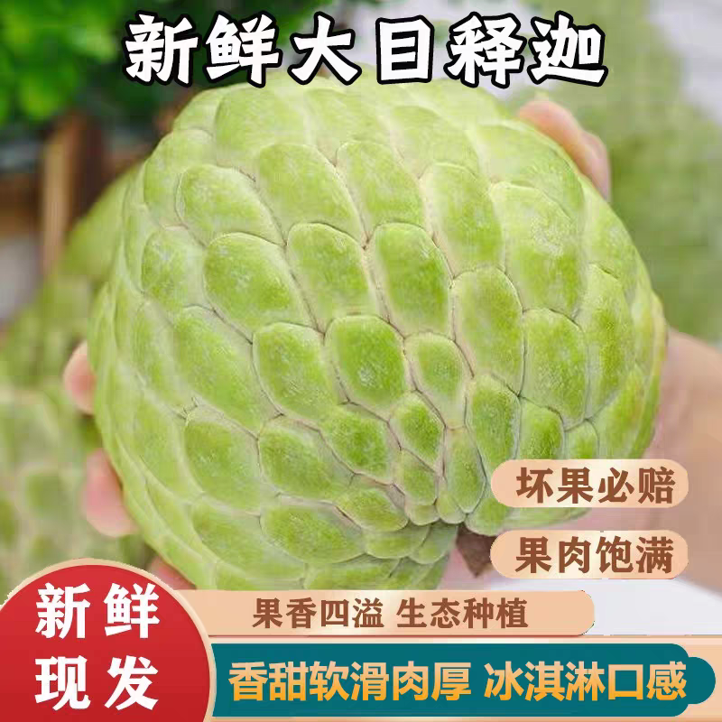 【顺丰包邮】大目释迦果樟林林檎番荔枝牛奶释迦冰激凌般口感水果