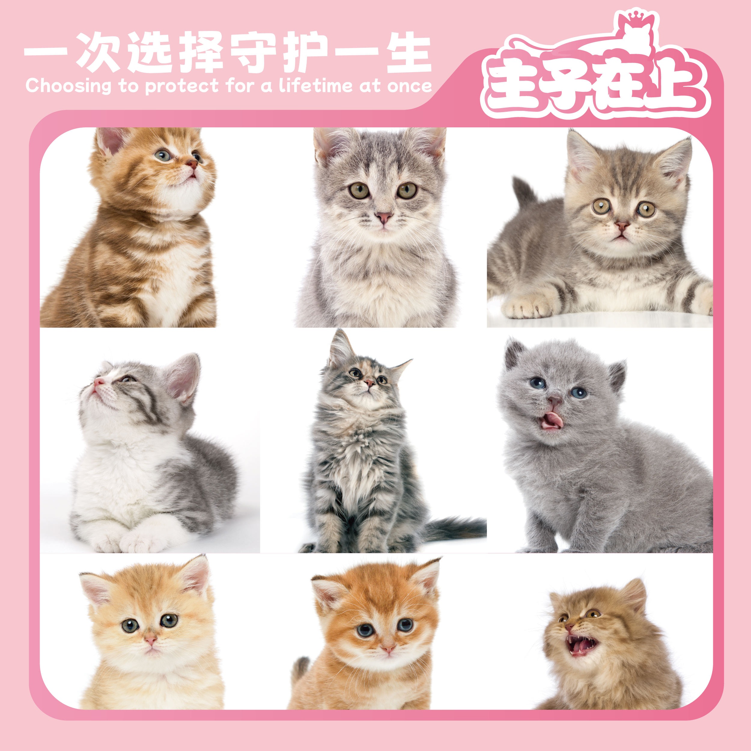 主子在上猫咪活体特价链接（不包邮）