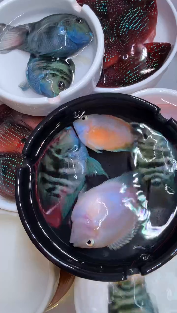 鹦鹉鱼一对宝蓝一对胭脂粉