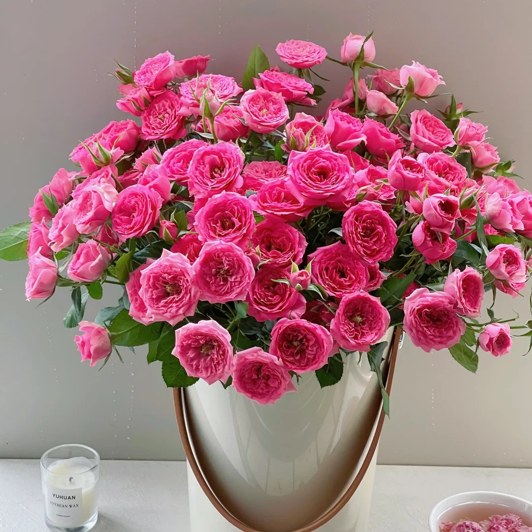 【苏菲宝贝多头】多头泡泡 玫红色系 高端 有档次 鲜切花基地直发