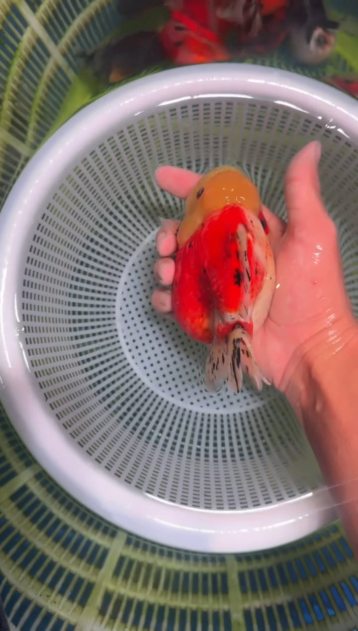 狮头鱼短尾将军狮，两条包邮，一条加拍包装费，未拍到付