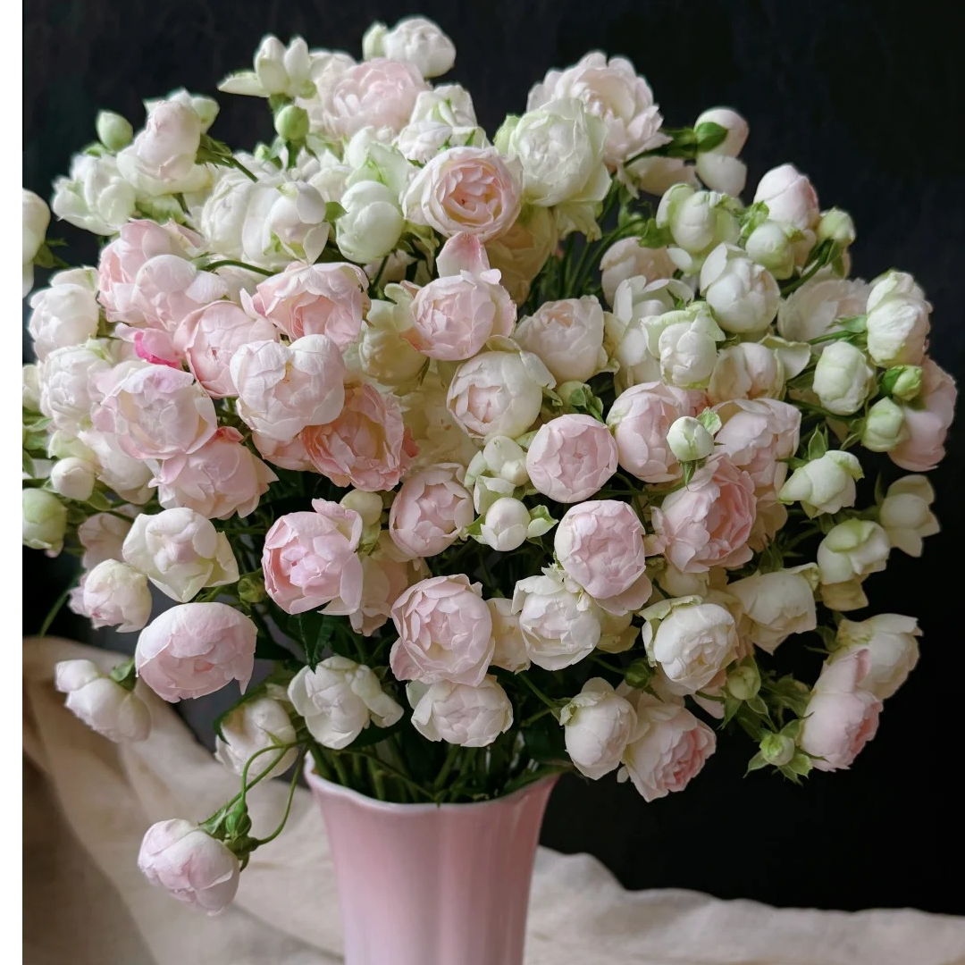 【今喜花舍】（组合）白泡芙+粉泡芙 一单顺丰冷链包邮