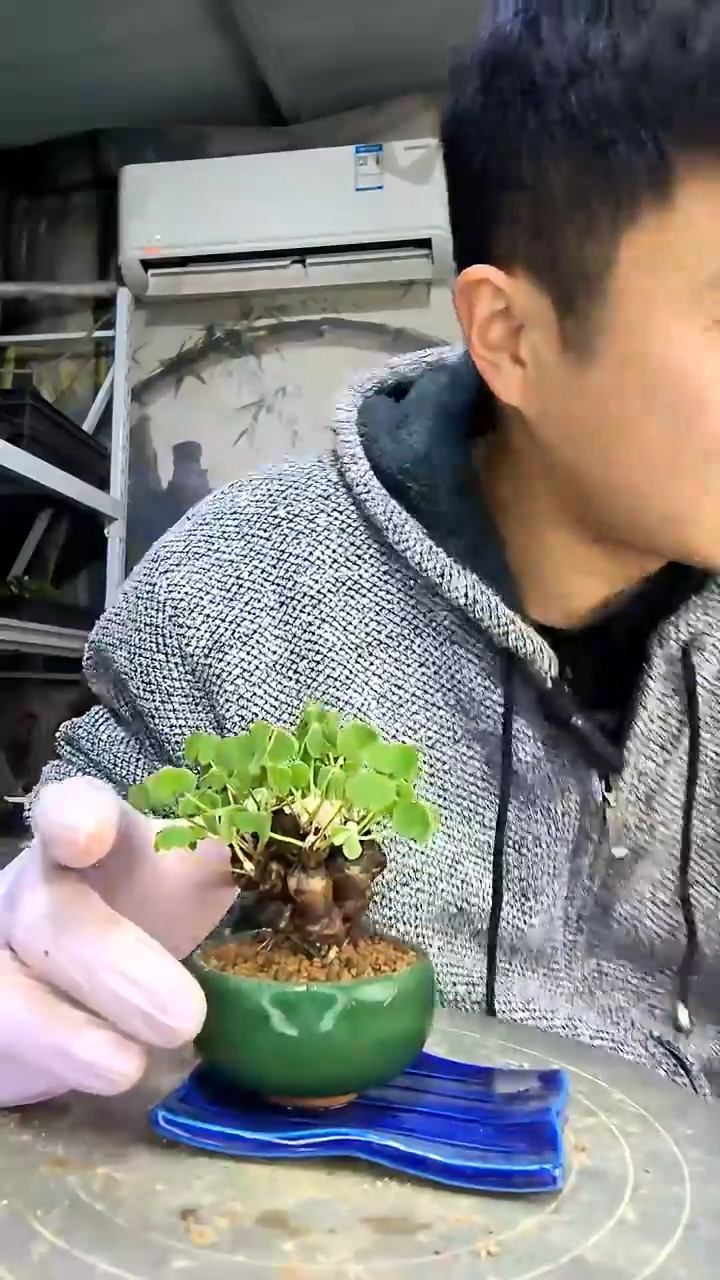 瑛****4中青园艺一物一拍花73