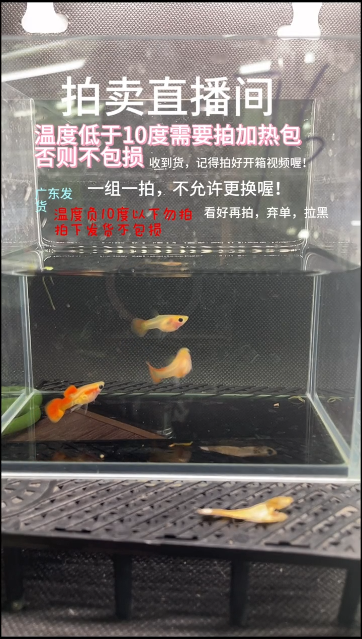 孔雀鱼银河琉璃  三条  编号  76