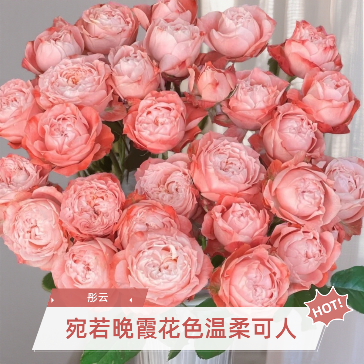 黑哥的花园新品彤云月季花期超长花色温柔可人多头耐热庭院阳台