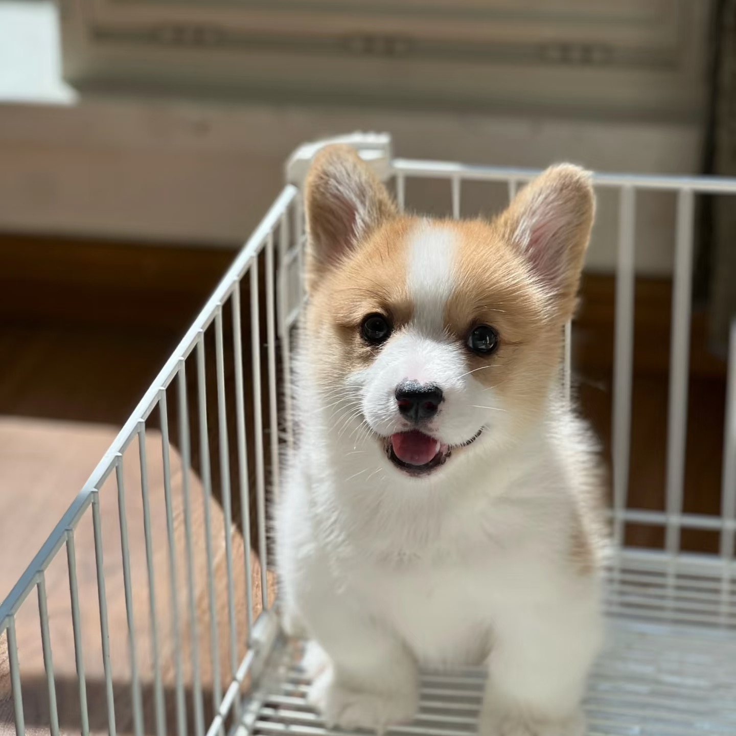 韩先森狗狗通用链接