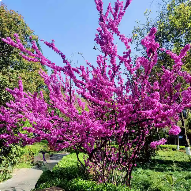 紫荆花树苗室外花卉南北方植物庭院丛生四季开花绿化园林风景树苗