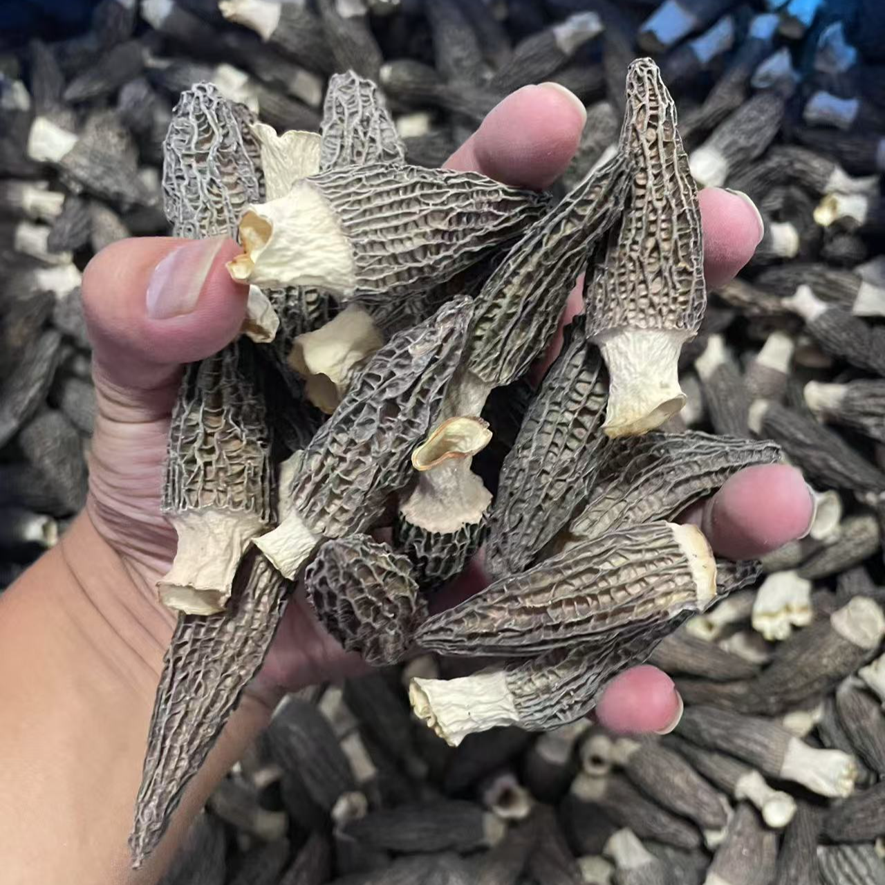 羊肚菌干货高货5-7公分菌菇羊肚菇煲汤