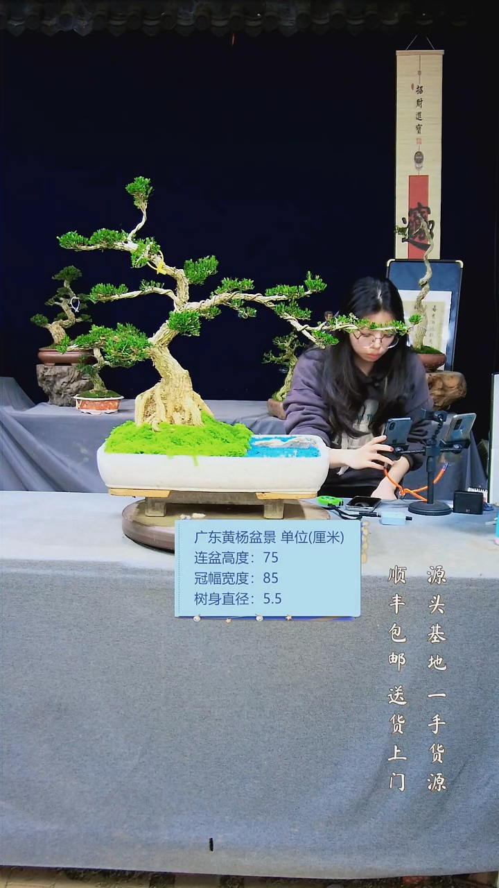 【闪购商品】黄杨盆景黄杨盆景