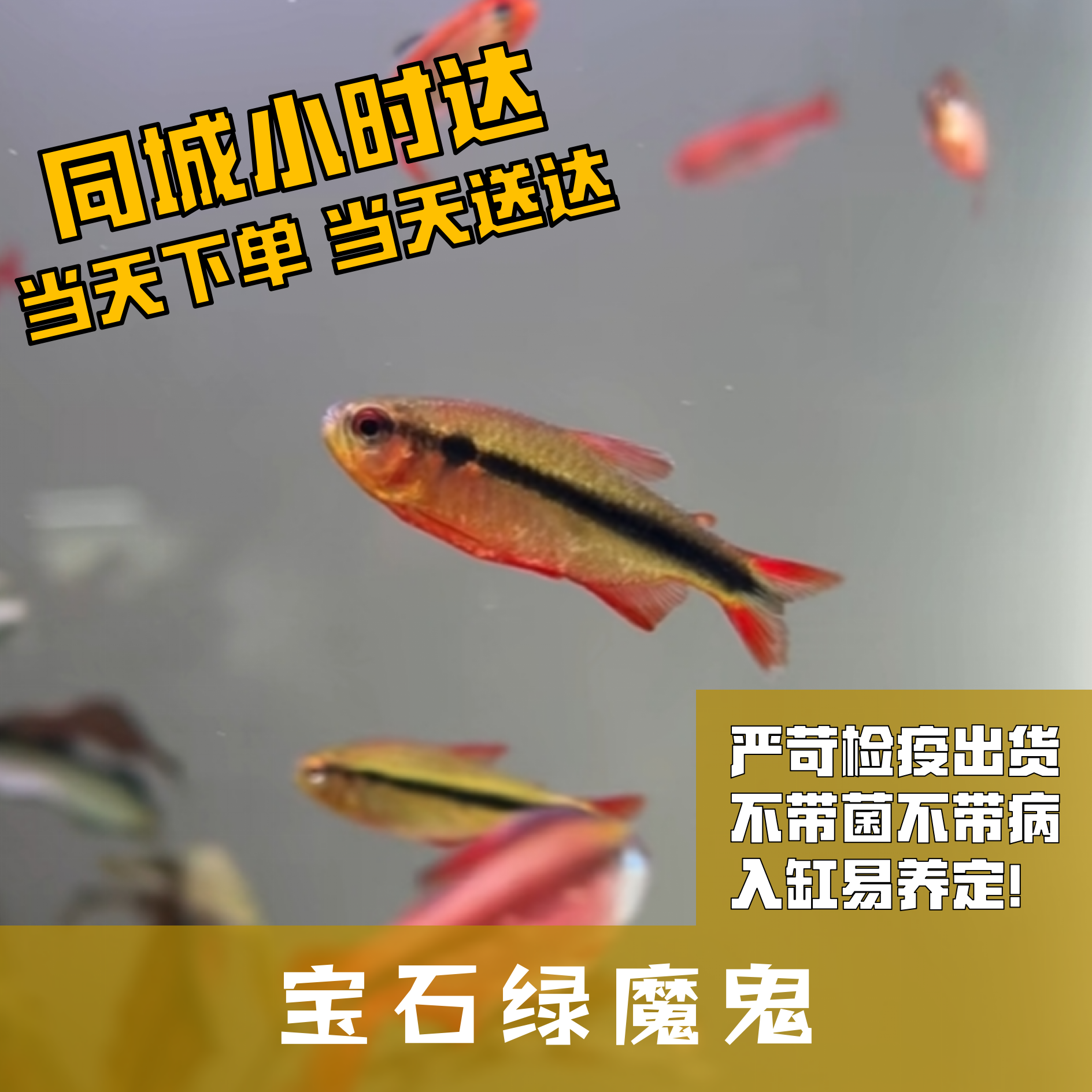 Boo小鱼宝石绿魔鬼小型灯科鱼