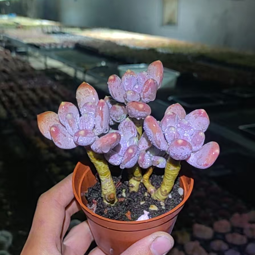 【新疆高品质多肉】稻田姬美人/整桩/满状态/9cm简易盆【一单包邮】