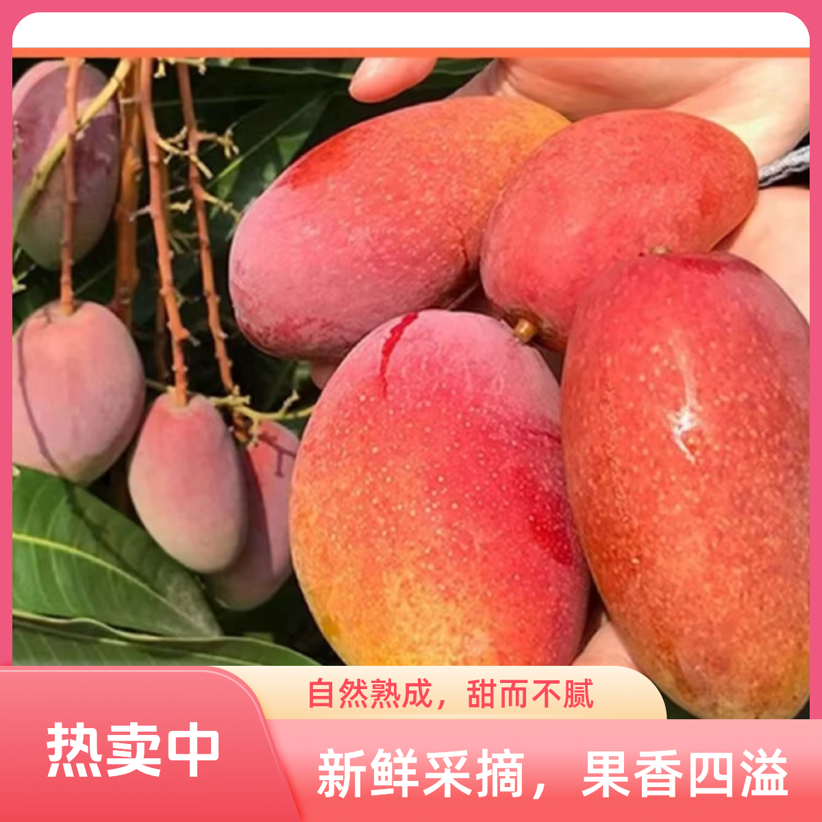 云南贵妃芒果新鲜采摘当季 热带水果