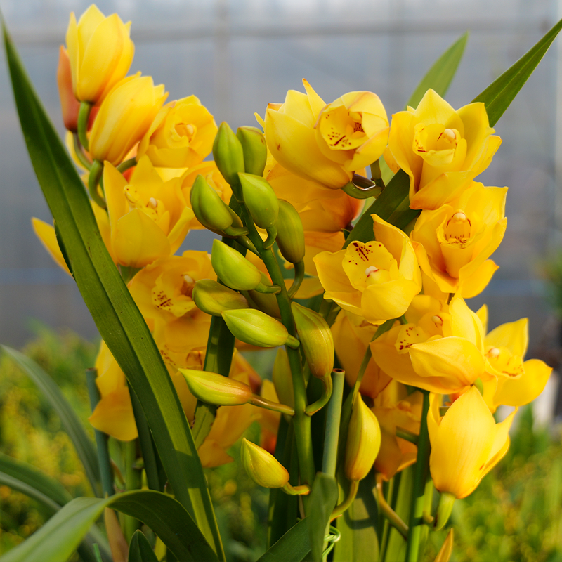 黄色大花惠兰【黄金美人】带原盆原土发货兰花盆栽