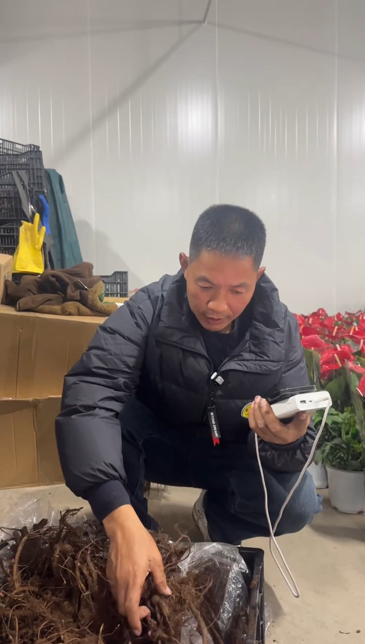 阳**海128   阳光大海  白山茶 