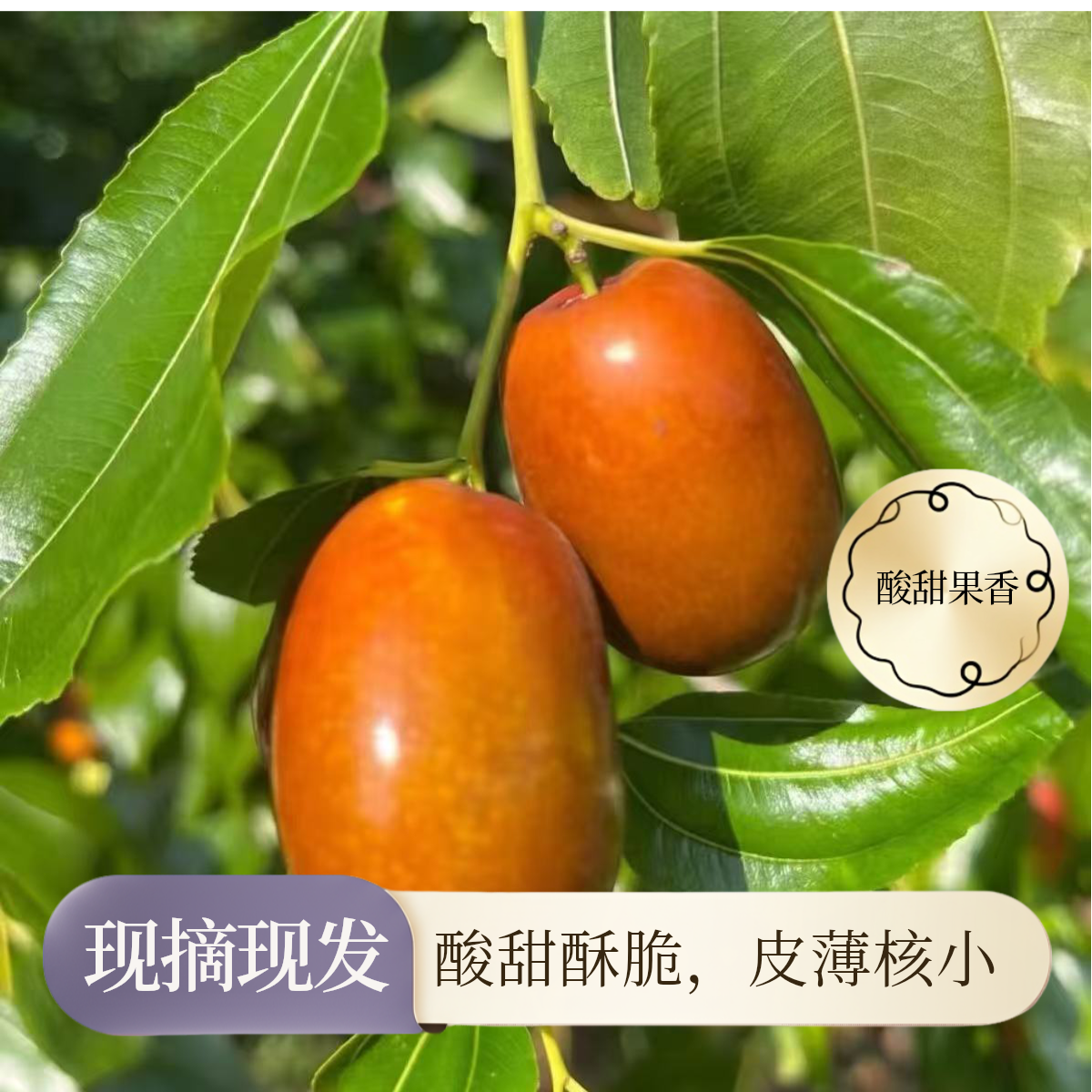小枣朝阳孙家湾平顶枣新鲜采摘现摘现发酸甜酥脆皮薄核小应季水果
